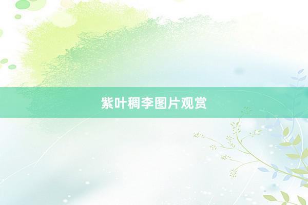 紫叶稠李图片观赏